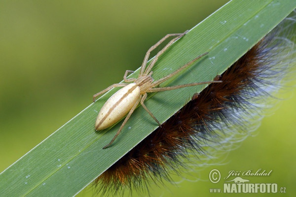 Oblong Running Crab Spider (Tibellus oblongus)