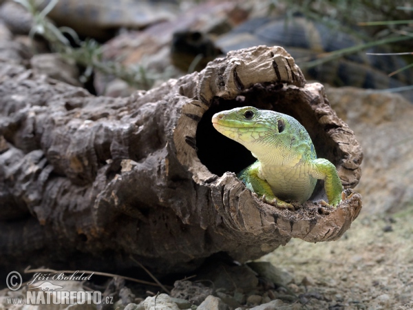 Ocellated Lizard (Lacerta lepida)