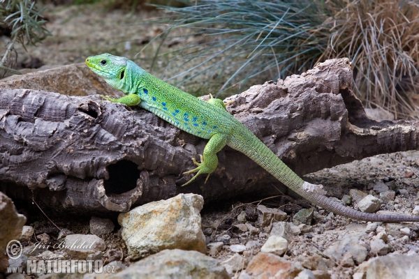 Ocellated Lizard (Lacerta lepida)