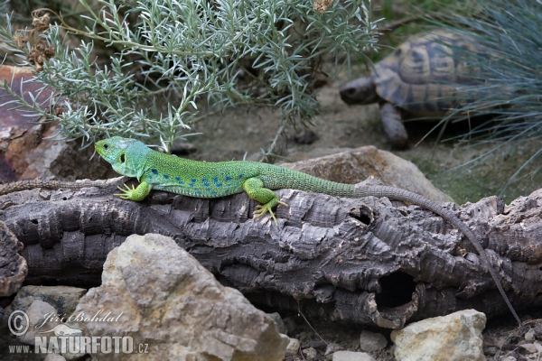 Ocellated Lizard (Lacerta lepida)