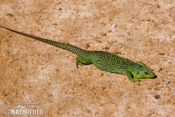 Ocellated Lizard (Lacerta lepida)