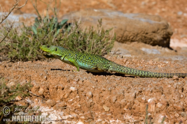 Ocellated Lizard (Lacerta lepida)