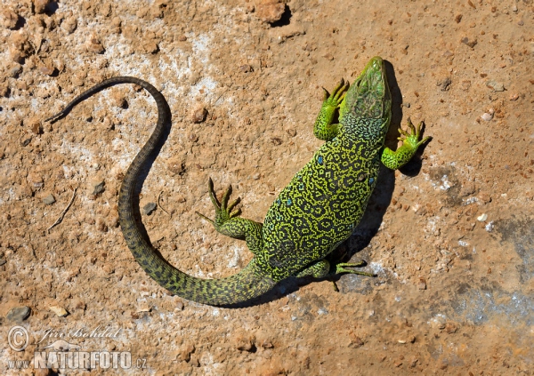 Ocellated Lizard (Lacerta lepida)