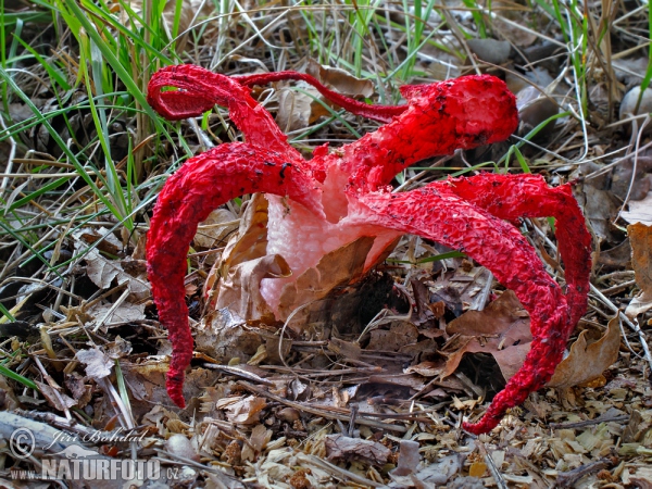 Octopus stinkhorn Mushroom (Clathrus archeri)