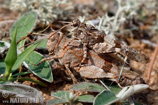 Oedipoda caerulescens