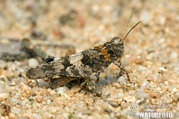 Oedipoda caerulescens