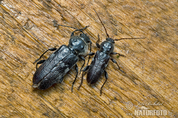 Old House Borer (Hylotrupes bajulus)