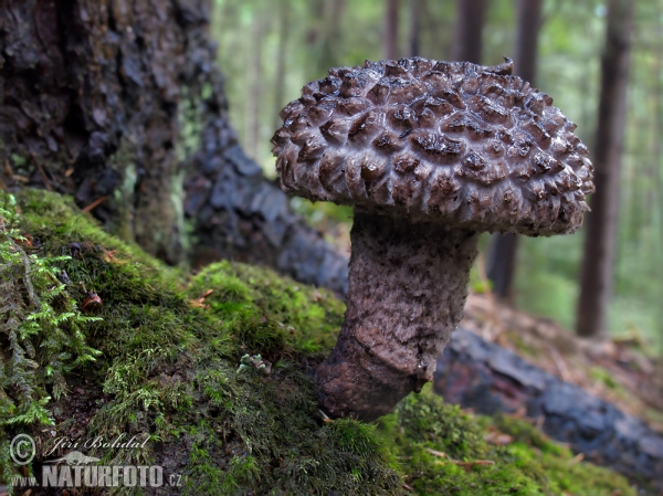Old Man of the Woods Mushroom (Strobilomyces strobilaceus)