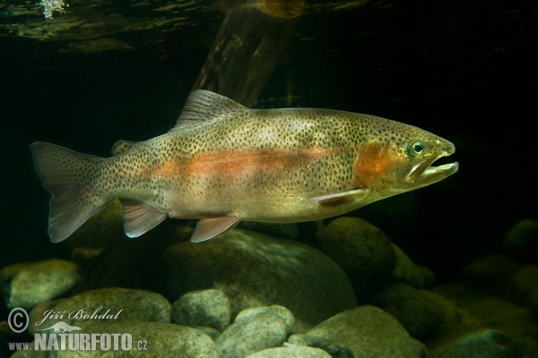 Oncorhynchus mykiss