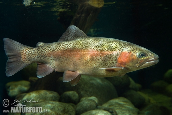 Oncorhynchus mykiss