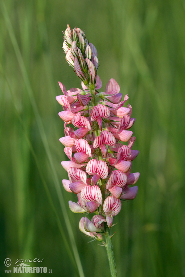 Onobrychis viciifolia