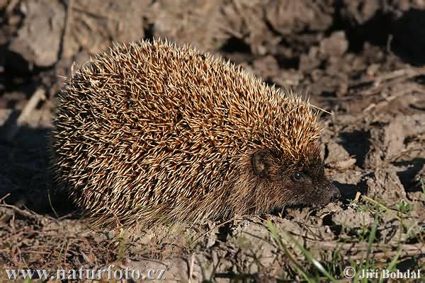 Oost-Europese egel