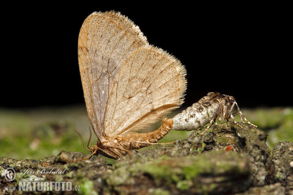 Operophtera brumata