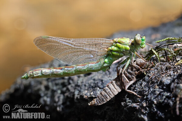 Ophiogomphus cecilia