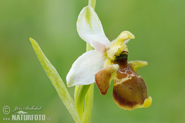 Ophrys holoserica subsp. holubyana