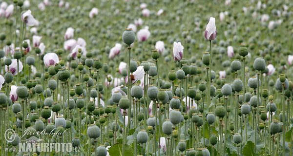 Opium Poppy (Papaver somniferum)