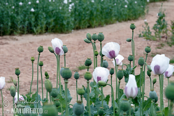 Opium Poppy (Papaver somniferum)