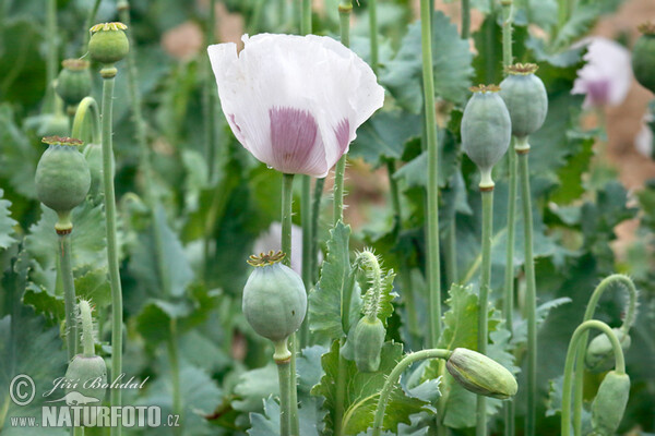 Opium Poppy (Papaver somniferum)