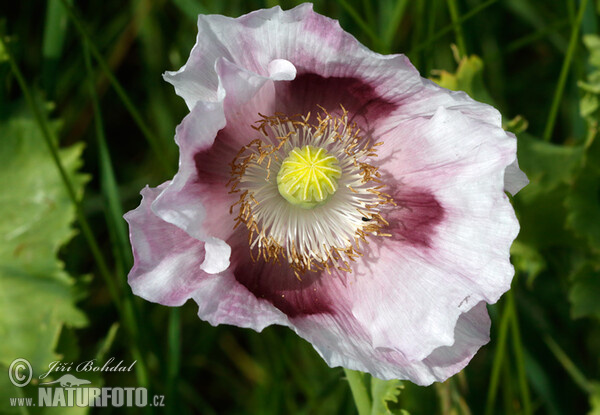 Opium Poppy (Papaver somniferum)