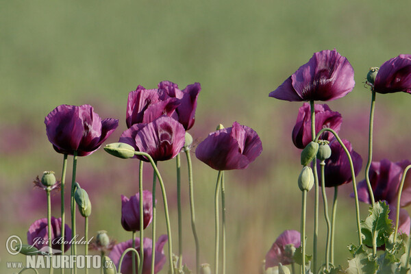 Opium Poppy (Papaver somniferum)