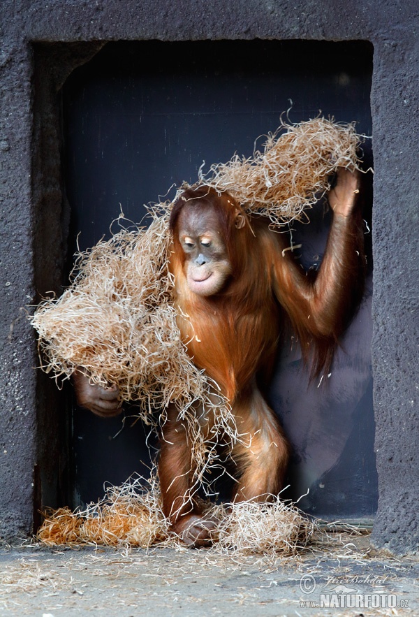 Orang utan Sumatera