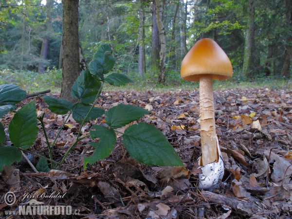 Orange Grisette Mushroom (Amanita crocea)