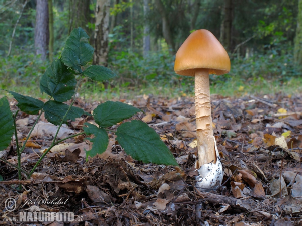 Orange Grisette Mushroom (Amanita crocea)