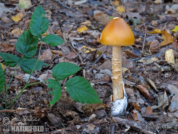 Orange Grisette Mushroom (Amanita crocea)