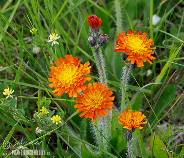 Orange Hawkweed (Piloesella aurantiaca)