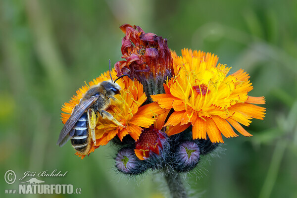 Orange Hawkweed (Piloesella aurantiaca)