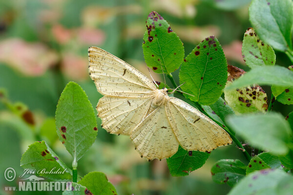 Orange Moth (Augerona prunaria)