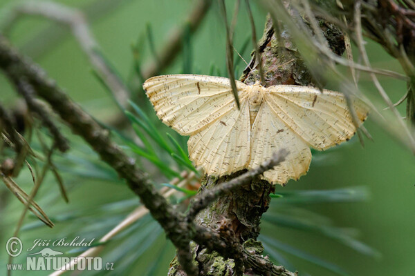 Orange Moth (Augerona prunaria)