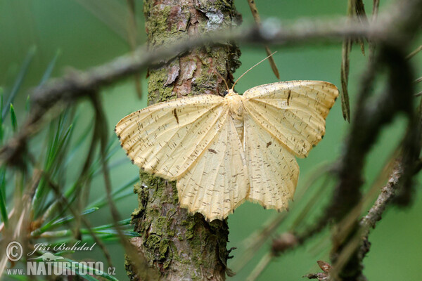 Orange Moth (Augerona prunaria)