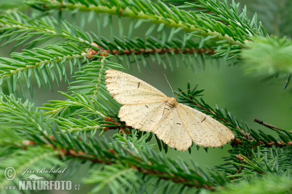 Orange Moth (Augerona prunaria)