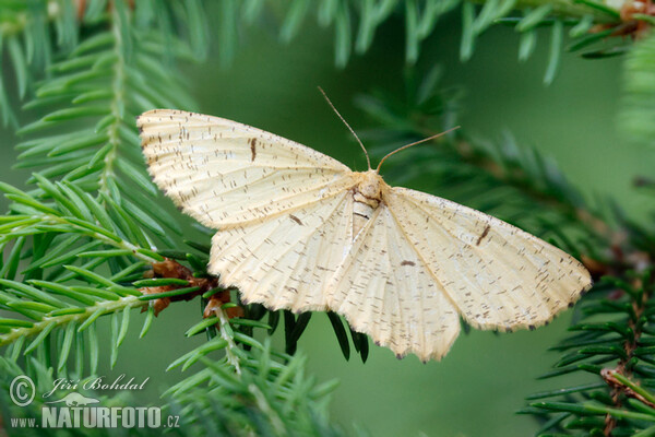 Orange Moth (Augerona prunaria)