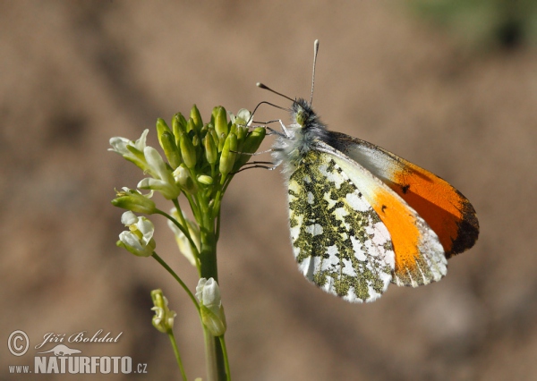 Orange Tip (Anthocharis cardamines)