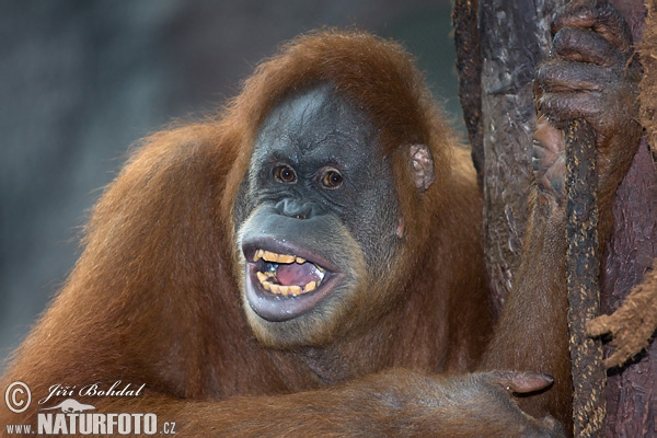 Orangután de Sumatra