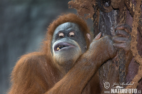 Orangutan sumatrzański