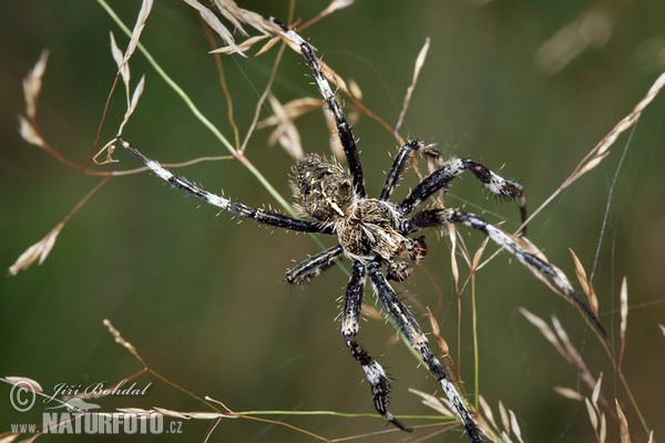 Orbweaver Spider (Araneus saevus)