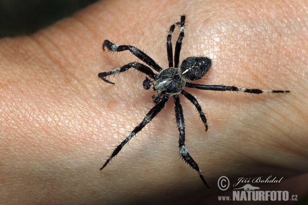 Orbweaver Spider (Araneus saevus)