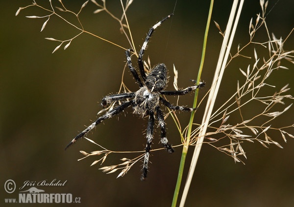 Orbweaver Spider (Araneus saevus)