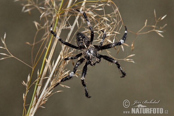 Orbweaver Spider (Araneus saevus)