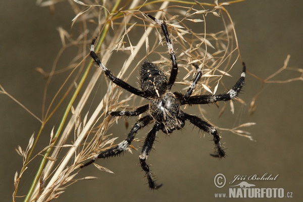 Orbweaver Spider (Araneus saevus)