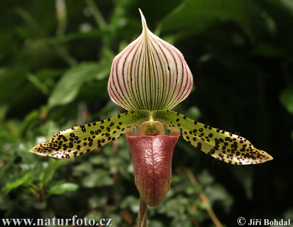 Orchid (Orchidea sp.)