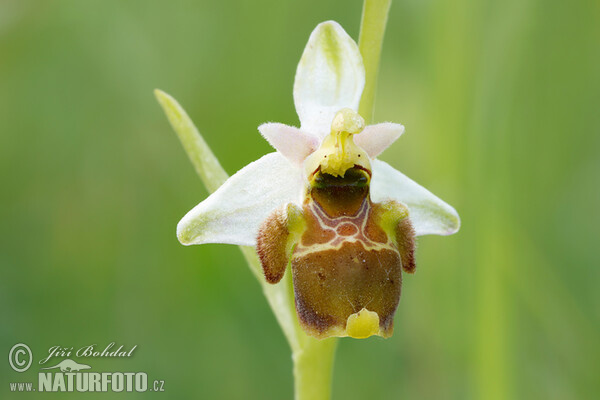 Orchid (Ophrys holoserica subsp. holubyana)