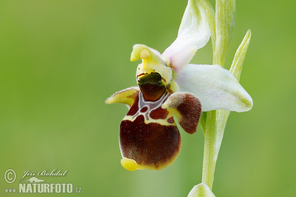Orchid (Ophrys holoserica subsp. holubyana)