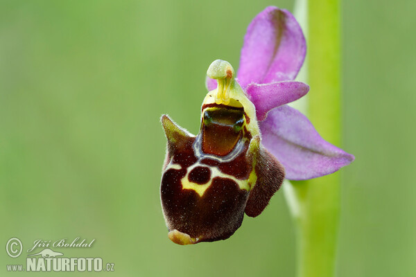 Orchid (Ophrys holoserica subsp. holubyana)