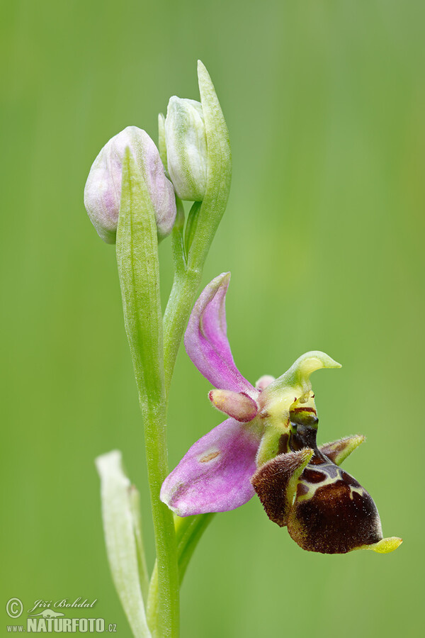 Orchid (Ophrys holoserica subsp. holubyana)