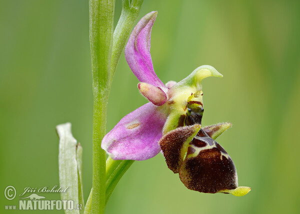 Orchid (Ophrys holoserica subsp. holubyana)