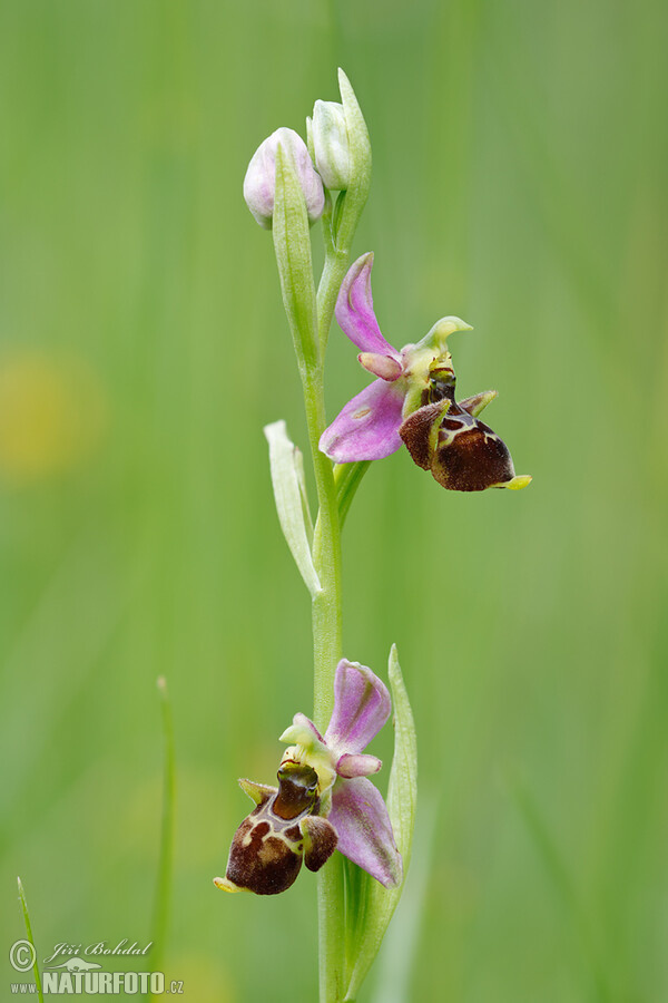 Orchid (Ophrys holoserica subsp. holubyana)